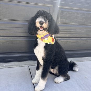 Bark Barber - Birdie the Bernedoodle - Pet Groomers Near Me Bark Barber - Birdie the Bernedoodle - Pet Groomers Near Me