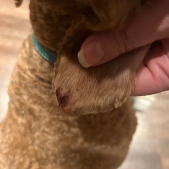 Snohomish Dog Spaw - Ear cut from bad grooming!!! - Pet Groomers Near Me - Snohomish, Washington