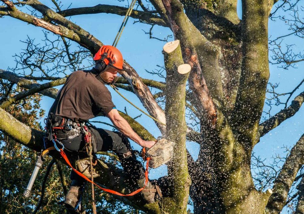 Smith's Tree Service - tree service in Little Rock, AR