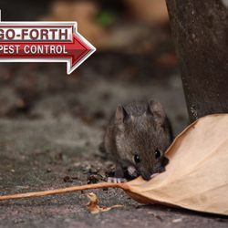 Go-Forth Pest Control