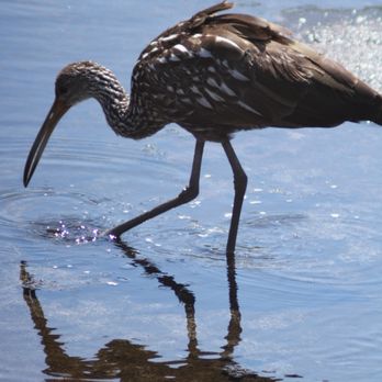 La Chua Trail - This beautiful limpkin is searching for snacks! - Hiking Near Me - Gainesville, Florida La Chua Trail - This beautiful limpkin is searching for snacks! - Hiking Near Me - Gainesville, Florida