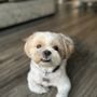Photo of Paw Paw Pet Grooming