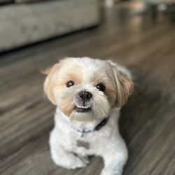 Paw Paw Pet Grooming - My baby boy all trimmed and clean