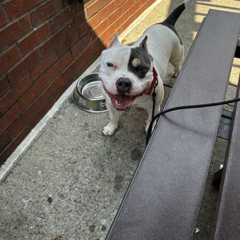 Shake Shack Green Hills - a white and black dog with a red collar - Fast Food Near Me - Nashville, Tennessee