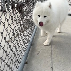 PetSuites Gahanna - Zeek