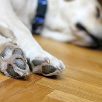 Kent S Carpetland Carpeting 379 Iyannough Rd Hyannis Ma Phone Number Yelp