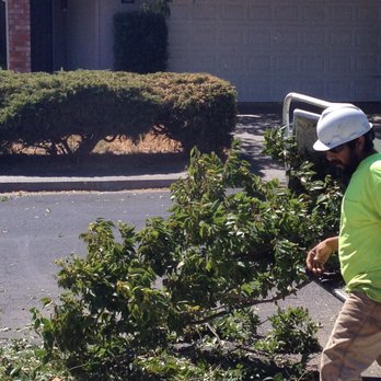Green Thumb Tree Care - Tree Services Near Me - Vacaville, California Green Thumb Tree Care - Tree Services Near Me - Vacaville, California