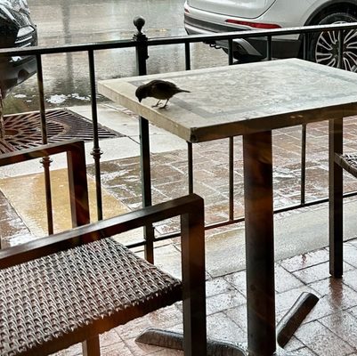 The Classic Cup Cafe by null
