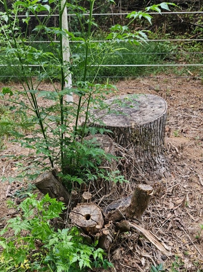 Alpine Stump Grinding - tree service in Greenville, SC