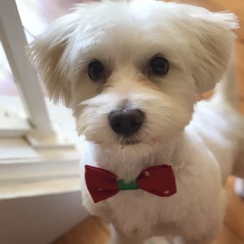Mom's Pet Grooming - Happy boy! - Pet Groomers Near Me - Fairfax Station, Virginia Mom's Pet Grooming - Happy boy! - Pet Groomers Near Me - Fairfax Station, Virginia