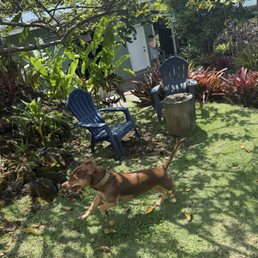 Dogs on the property joining us for the tour Dogs on the property joining us for the tour
