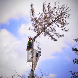 Green Mountain Tree Service - Pine removal due to Bark Beetle infestation.