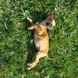 My puppy Bella loves the Dublin Veterinary Clinic! They are taking great care of her here!