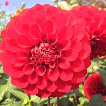 FRS Clipper - Butchard Garden - Travel Services Near Me - Seattle, Washington