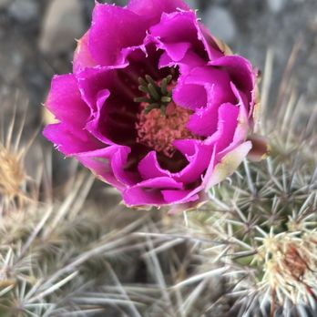 Prescott National Forest - More flowers in the desert. - Parks Near Me - Camp Verde, Arizona Prescott National Forest - More flowers in the desert. - Parks Near Me - Camp Verde, Arizona