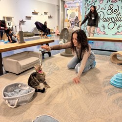 Mini Cat Town