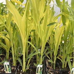 Atkins Growers Greenhouse