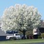 Photo of Tiptop Shamrock Arborist