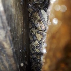 Humane Wildlife Solutions - Bats under a deck near a pond are vital for insect control.  We can assist with bat issues- including removal or even install a bat box.