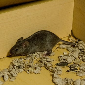 Rat and Mice Termination - Pest Control Near Me - Denver, Colorado Rat and Mice Termination - Pest Control Near Me - Denver, Colorado
