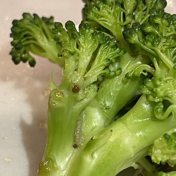 Tom's Dim Sum - Worm in broccoli - Dim Sum Near Me - Philadelphia, Pennsylvania Tom's Dim Sum - Worm in broccoli - Dim Sum Near Me - Philadelphia, Pennsylvania