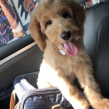 Barks & Tales Dog Spa - Puppy Bathe and Haircut - Pet Sitting Near Me - Miami, Florida Barks & Tales Dog Spa - Puppy Bathe and Haircut - Pet Sitting Near Me - Miami, Florida