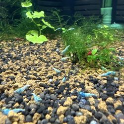 SF Aquatic - Blue Shrimps