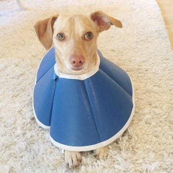 SAGE Veterinary Centers - Campbell - Butters, wearing the cone of shame. - Veterinarians Near Me - Campbell, California SAGE Veterinary Centers - Campbell - Butters, wearing the cone of shame. - Veterinarians Near Me - Campbell, California
