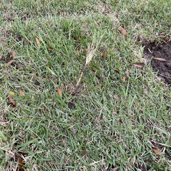 A3 Grass & Stone - hey...invader grass - Landscaping Near Me - Tyler, Texas A3 Grass & Stone - hey...invader grass - Landscaping Near Me - Tyler, Texas