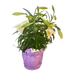 Easter Lily