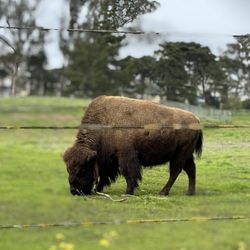Golden Gate Park Bison - Bison