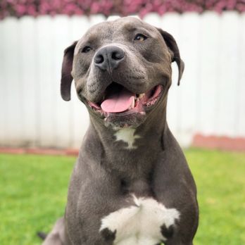 Dog Town Dog Training - Pet Training Near Me - Venice, California Dog Town Dog Training - Pet Training Near Me - Venice, California