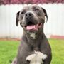 Photo of Dog Town Dog Training