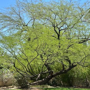 Branch Management Tree Service - Trimmed mesquite - Tree Services Near Me - Scottsdale, Arizona Branch Management Tree Service - Trimmed mesquite - Tree Services Near Me - Scottsdale, Arizona