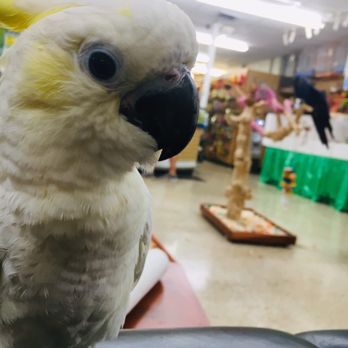 burlington bird store