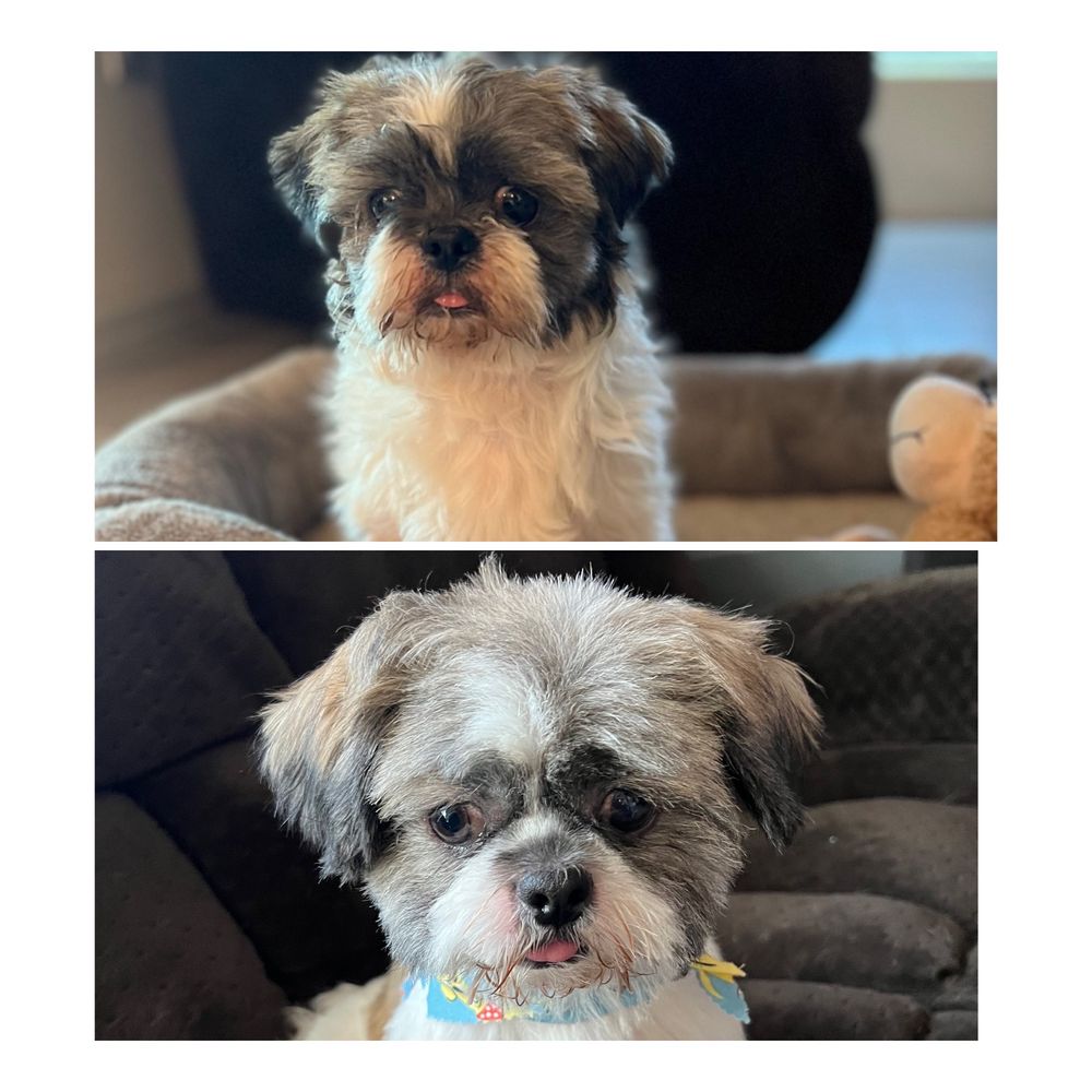 POSH PAWS GROOMING Updated September 2024 52 Photos & 25 Reviews