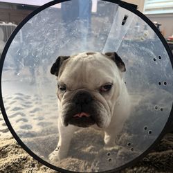 Happy Tails Urgent Care