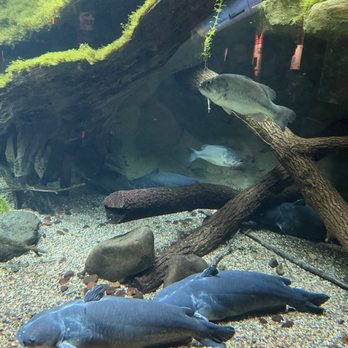 Shedd Aquarium - Aquariums Near Me - Chicago, Illinois Shedd Aquarium - Aquariums Near Me - Chicago, Illinois