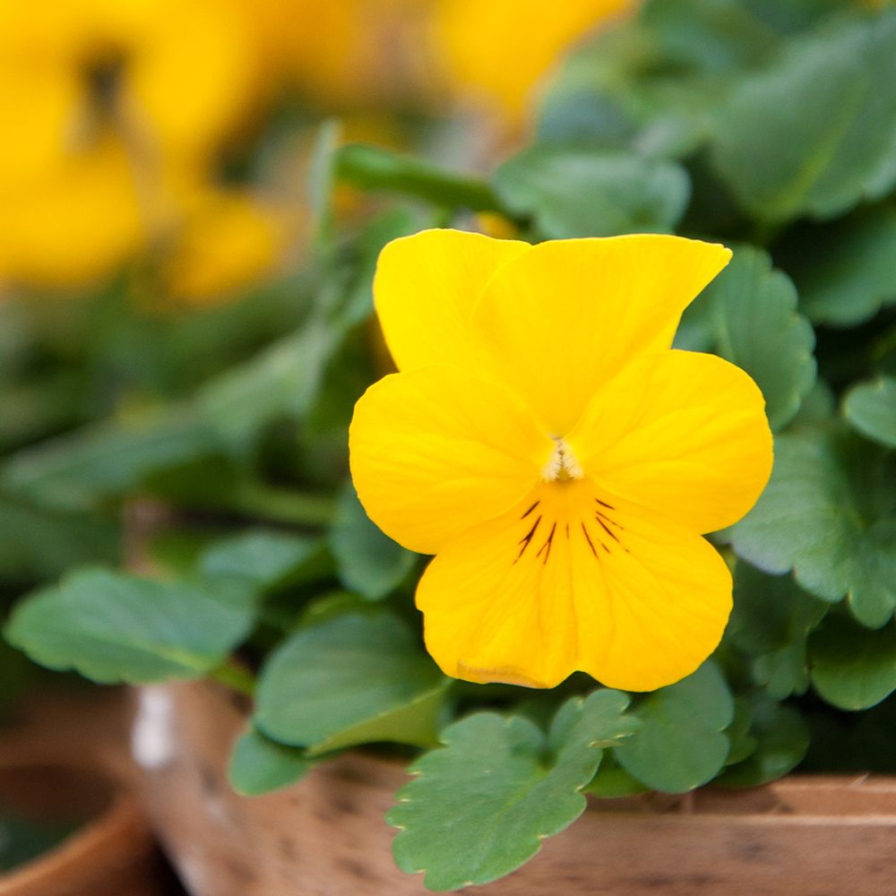THE BEST 10 Nurseries & Gardening in Milford, CT - Last Updated August