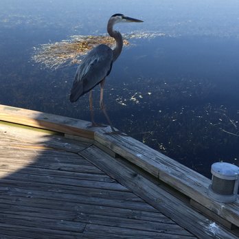 Baldwin Park - Blue heron - Parks Near Me - Orlando, Florida