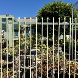 Ventura Cactus and Succulents