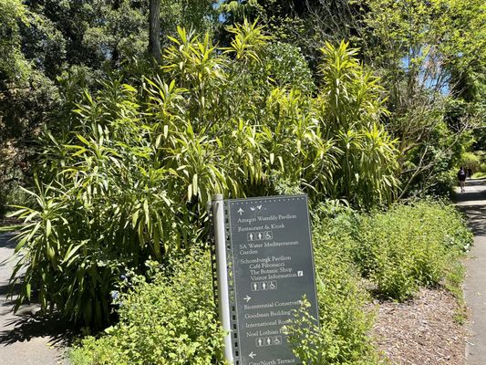 Adelaide Botanic Garden by null