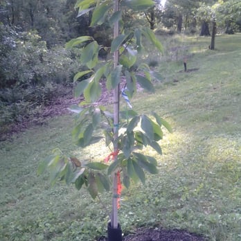 Eden Park - Newly planted bamboo trees growing in Eden Park. They are the newest residents. Beautiful. - Parks Near Me - Cincinnati, Ohio Eden Park - Newly planted bamboo trees growing in Eden Park. They are the newest residents. Beautiful. - Parks Near Me - Cincinnati, Ohio