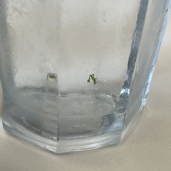 Mamita Peruvian Restaurant - Looks like a bug in my cup of water - Peruvian Near Me - Glendale, California Mamita Peruvian Restaurant - Looks like a bug in my cup of water - Peruvian Near Me - Glendale, California
