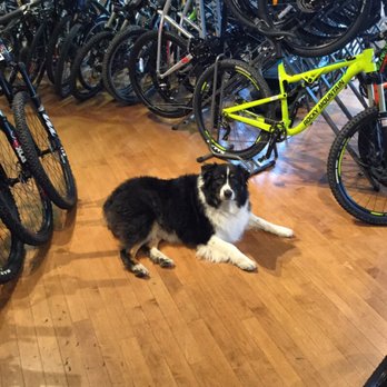 Marty's Mountain Cycle - Axle is one of our employee's dog. Come and say hi! - Bikes Near Me - Esquimalt, British Columbia Marty's Mountain Cycle - Axle is one of our employee's dog. Come and say hi! - Bikes Near Me - Esquimalt, British Columbia