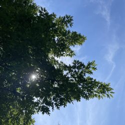 Pioneer Park - Red oak tree with sunlight filtering through