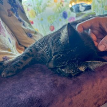 Frabjous Catfe - Lulu - Themed Cafes Near Me - Wake Forest, North Carolina