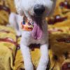 Paddock's Paws Pet Care & Training gift card