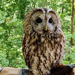 Burr the Owl