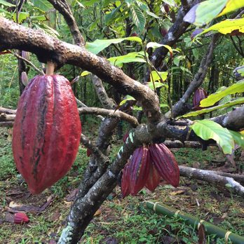 Lydgate Farms - Cocao fruit - Botanical Gardens Near Me - Kapaa, Hawaii Lydgate Farms - Cocao fruit - Botanical Gardens Near Me - Kapaa, Hawaii